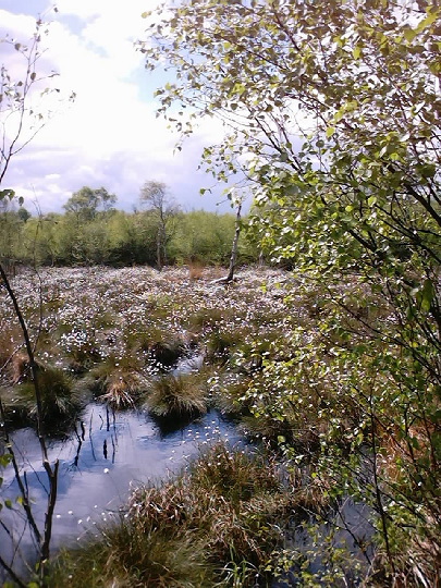 Thorne Moors: Thorne Moors